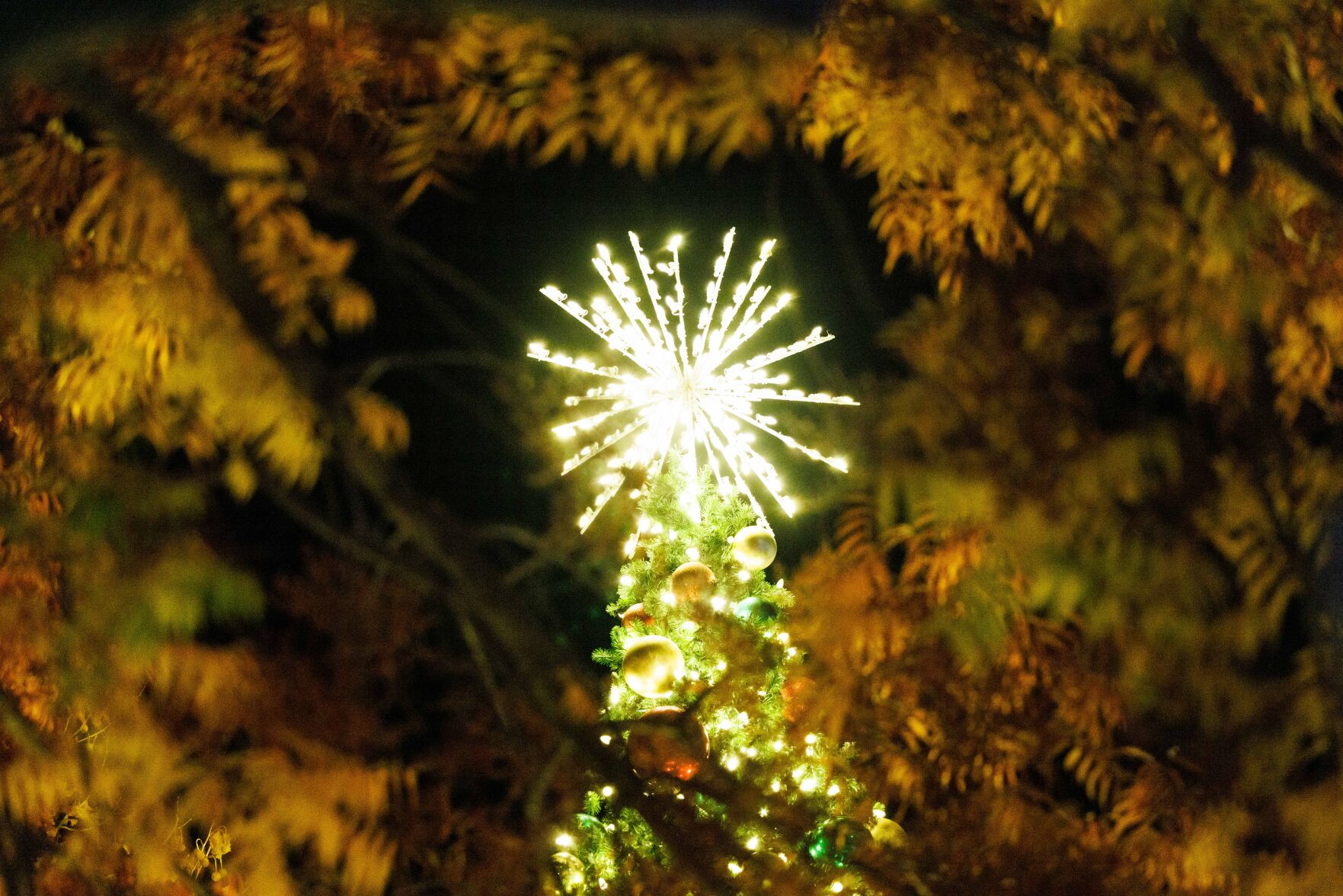 Tree Lighting